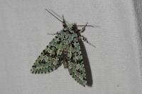 Griposia aprilina