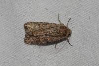 Spodoptera exigua
