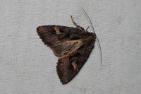 Trigonophora jodea