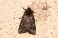 Aporophyla nigra