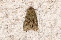 Dryobotodes eremita