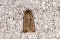 Spodoptera exigua