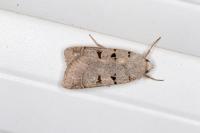 Eugnorisma glareosa