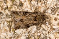 Autographa gamma