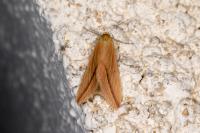 Rhodometra sacraria