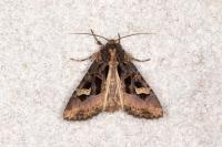 Trigonophora flammea