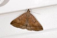 Herminia tarsipennalis