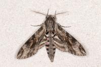 Agrius convolvuli