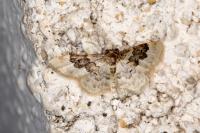 Idaea rusticata