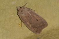 Xestia castanea
