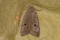 Leptologia lota