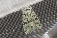 Griposia aprilina