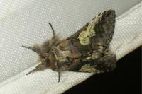 Diloba caeruleocephala