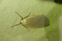 Collita griseola