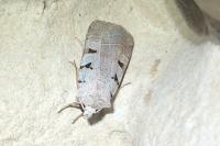 Eugnorisma glareosa