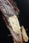 Conistra erythrocephala