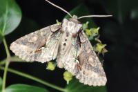 Allophyes oxyacanthae