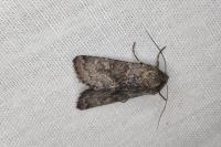 Aporophyla lueneburgensis
