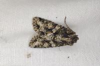 Dryobotodes eremita