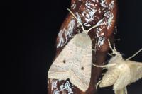 Leptologia lota
