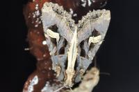 Trigonophora flammea