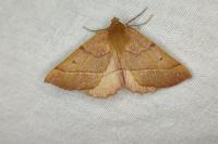 Colotois pennaria