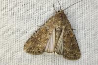 Spodoptera exigua