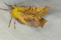 Ennomos alniaria