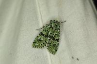 Griposia aprilina
