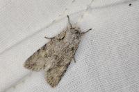Lithophane ornitopus