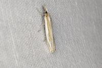 Crambus pascuella