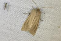 Rhizedra lutosa