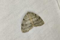 Epirrita