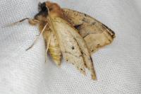 Crocallis tusciaria
