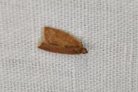 Clepsis consimilana
