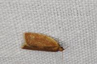 Clepsis consimilana