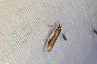 Ypsolopha parenthesella