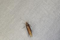 Ypsolopha parenthesella
