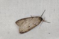 Pachycnemia hippocastanaria