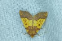 Tiliacea aurago