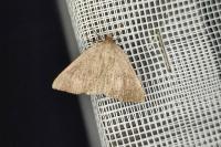 Pachycnemia tibiaria