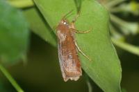 Conistra ligula