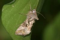 Autographa gamma