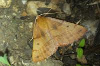 Colotois pennaria