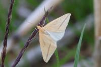 Rhodometra sacraria