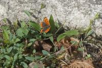 Lycaena phlaeas