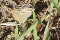 Lampides boeticus