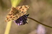 Carcharodus alceae