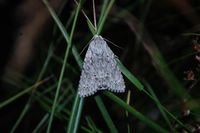 Acronicta aceris