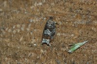 Ancylis achatana